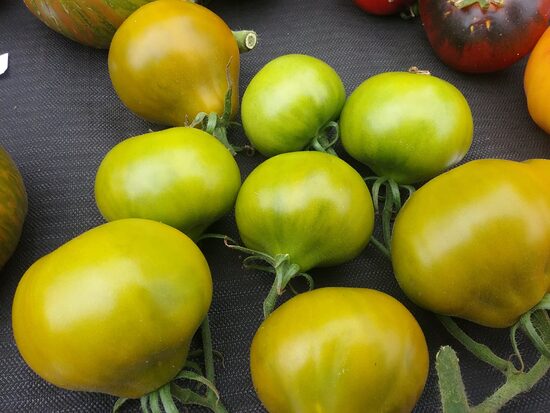 Контрастный из Фландии